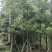 美丽异木棉