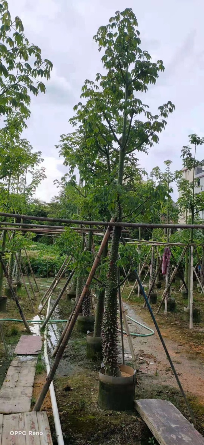 美丽异木棉