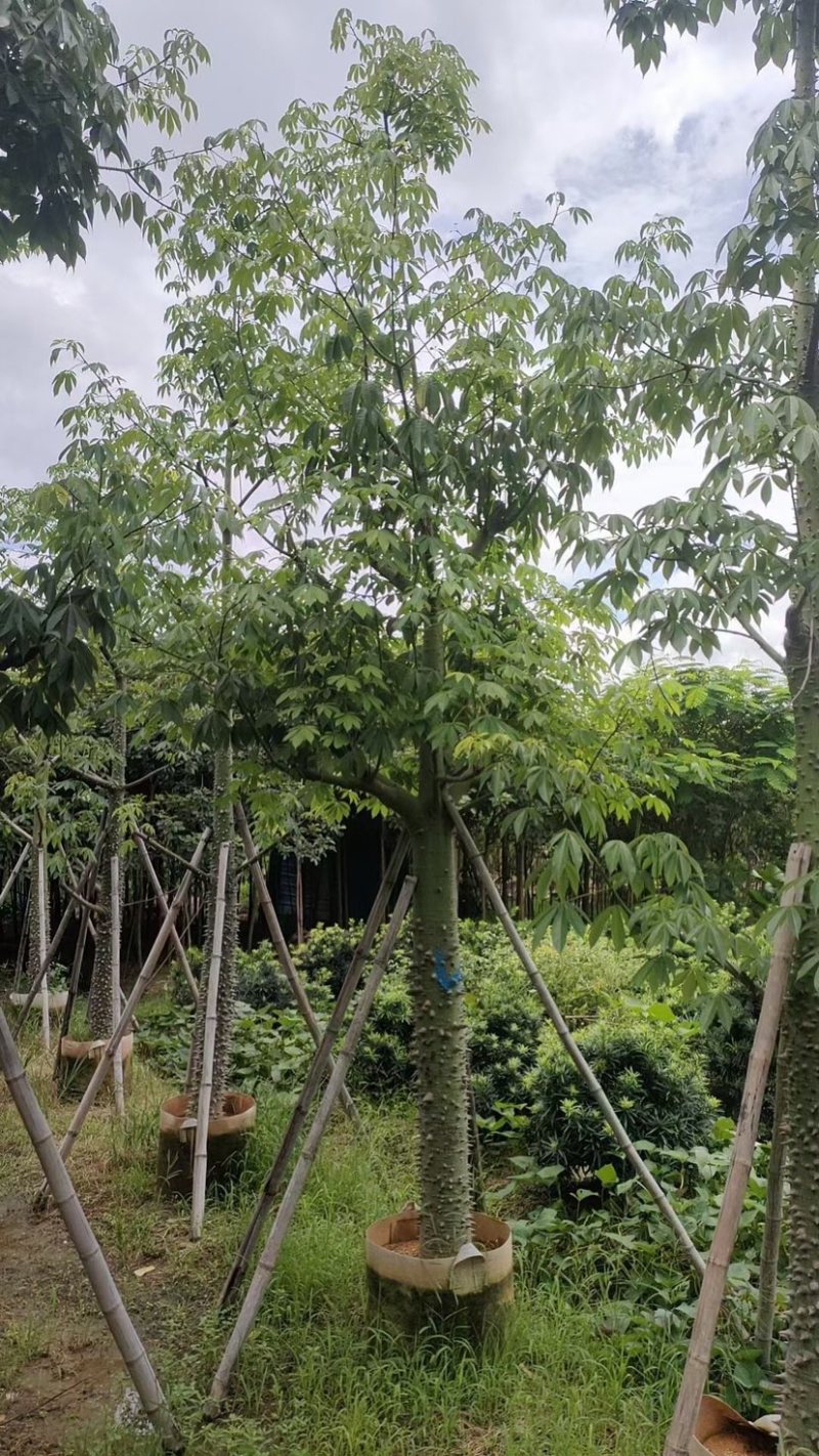 美丽异木棉