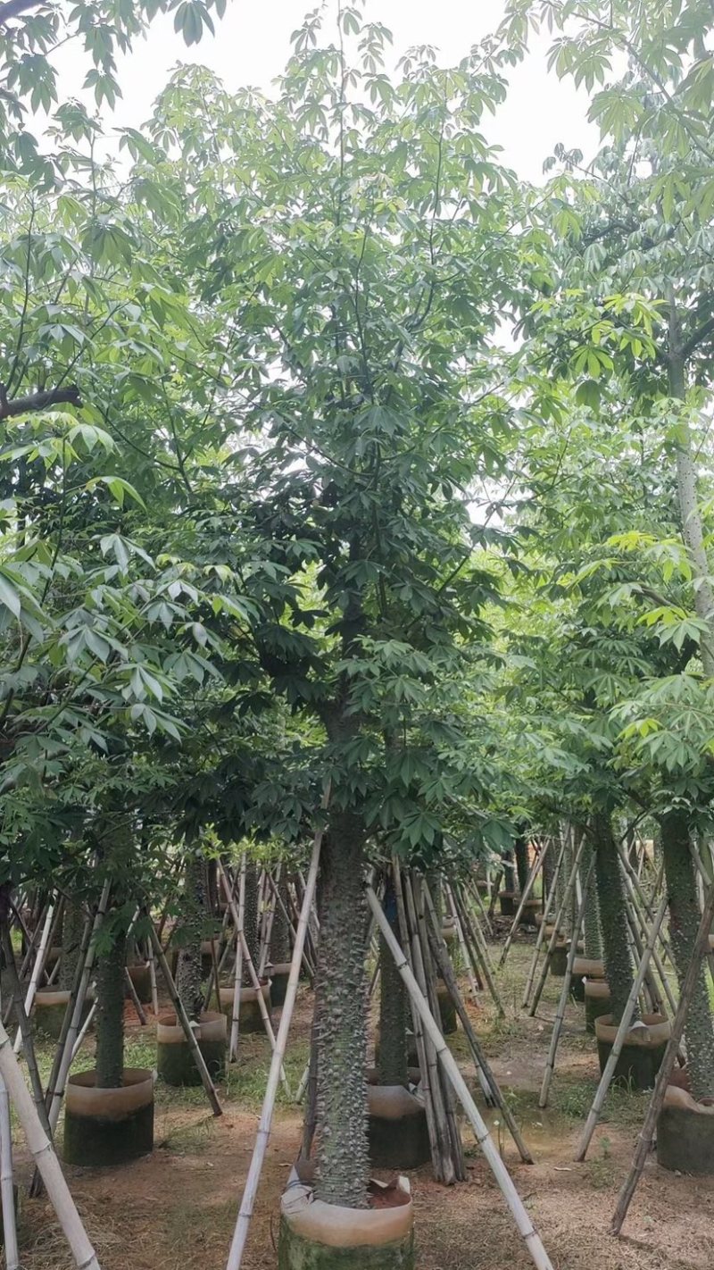 美丽异木棉