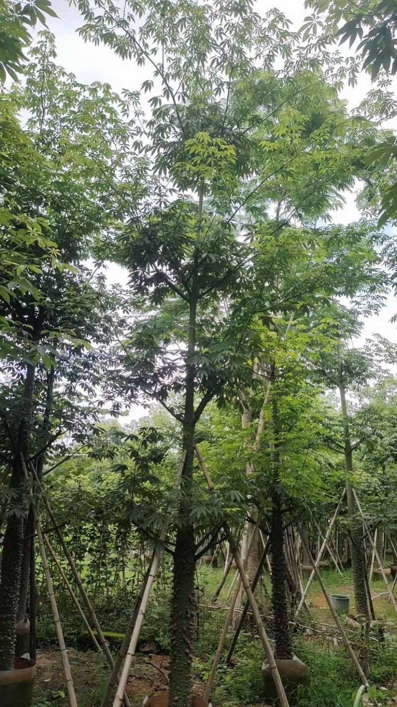 美丽异木棉