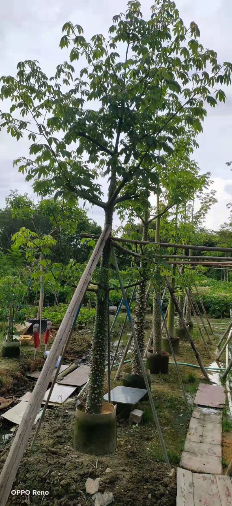 美丽异木棉
