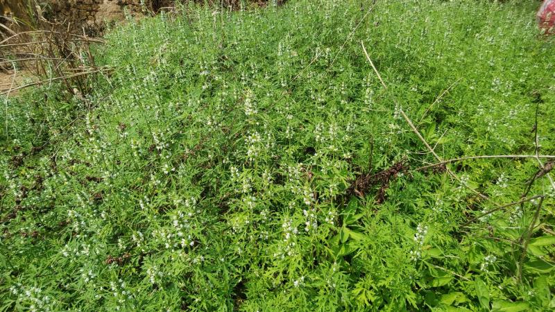 益母蒿益母艾中药材中草药原料批发益母草
