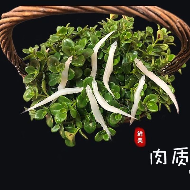 大银鱼新鲜冷冻海银鱼鲜活宝宝辅食淡水银鱼水库白饭鱼