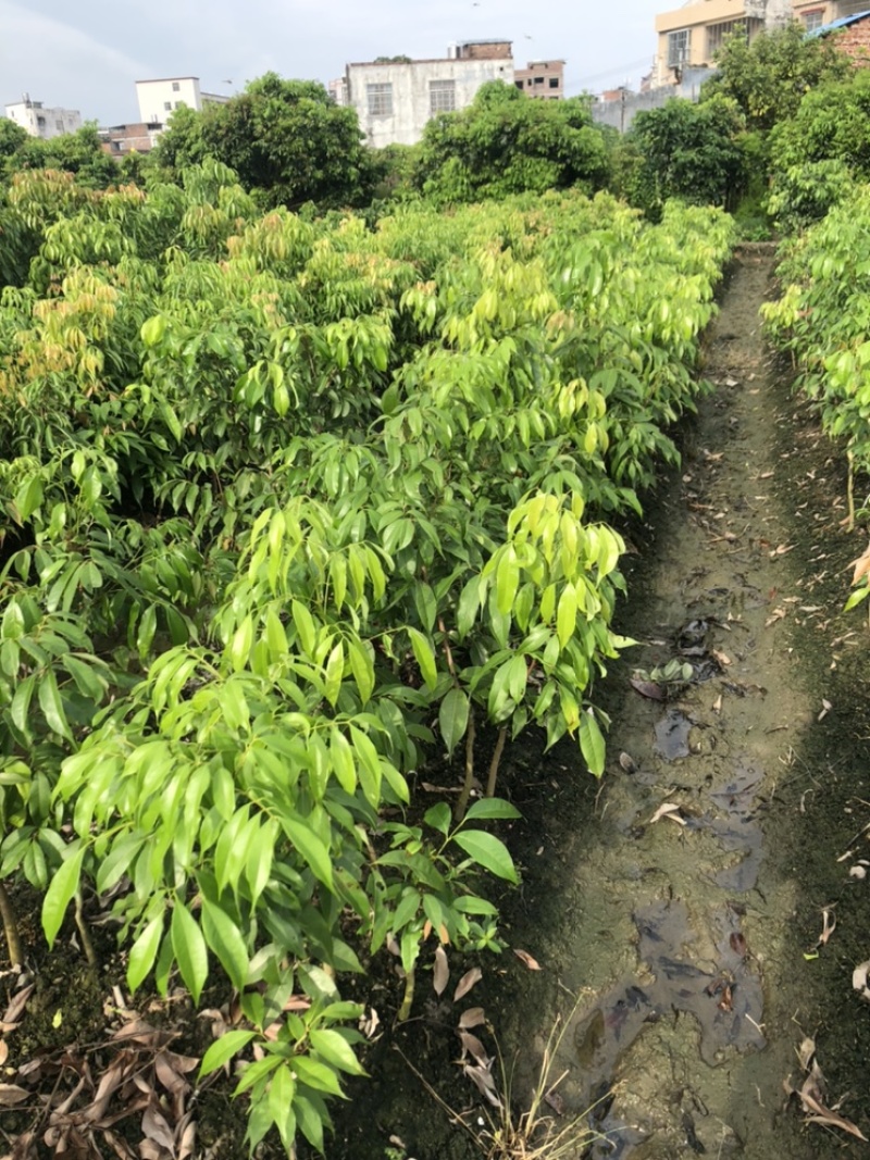 荔枝苗正品嫁接苗桂味荔枝苗，核小肉厚
