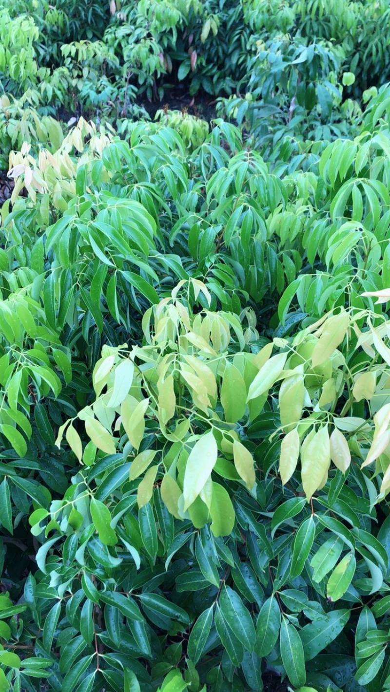 荔枝苗正品嫁接苗桂味荔枝苗，核小肉厚