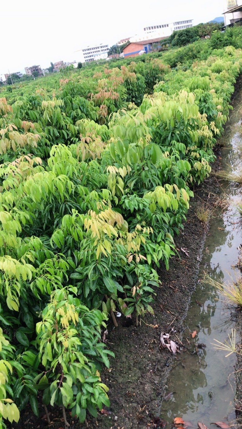 荔枝苗正品嫁接苗桂味荔枝苗，核小肉厚