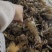 皮皮虾活虾个大肉多现捕现发规格齐全价格便宜欢迎来电