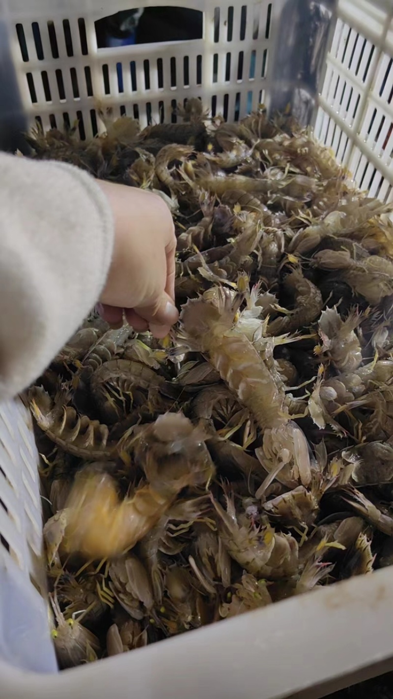皮皮虾活虾个大肉多现捕现发规格齐全价格便宜欢迎来电
