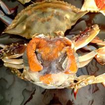梭子蟹螃蟹大闸蟹公蟹母蟹价格可谈🉑️按需分拣肉质鲜嫩