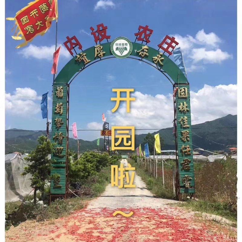 转让百亩优质葡萄园