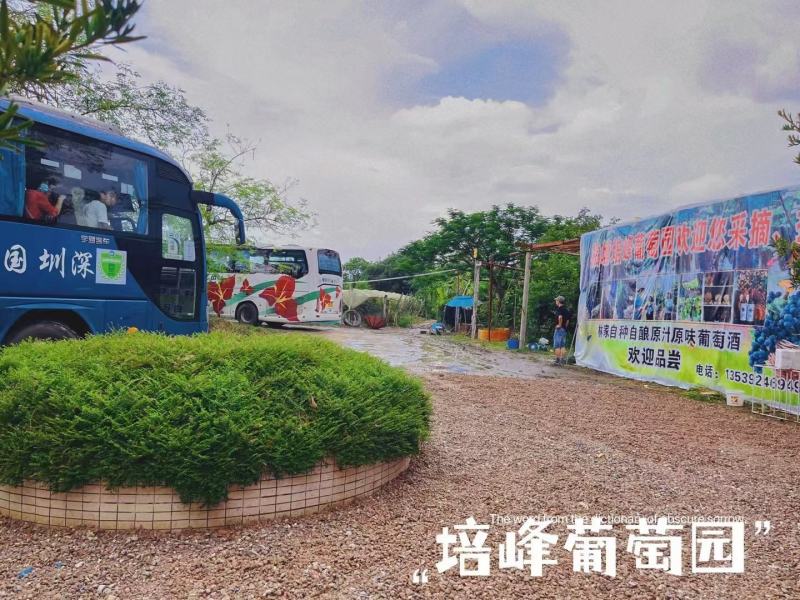 转让百亩优质葡萄园