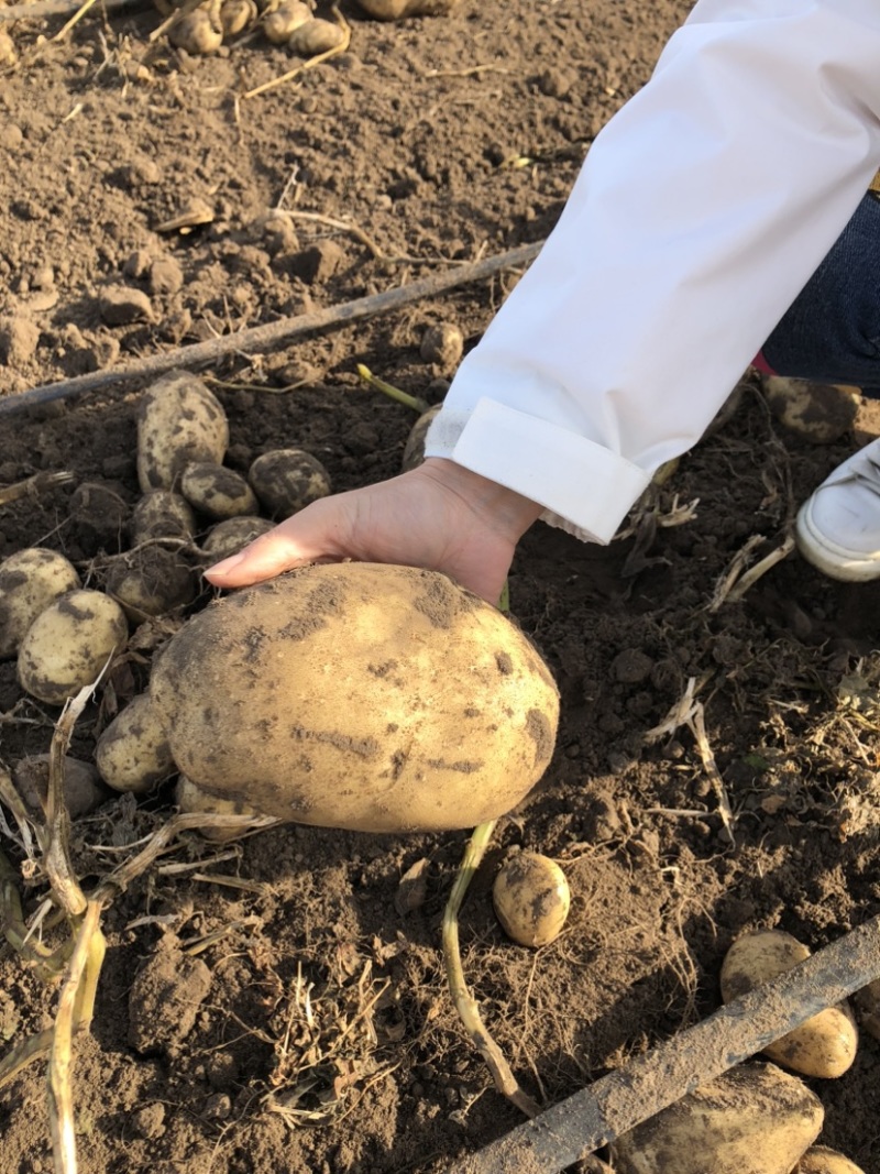 土豆一姐沃土威7试验1黄金薯大量上市