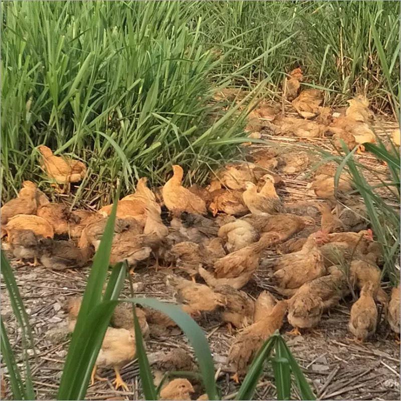 鸡苗批发活小鸡三黄鸡九斤红青脚麻鸡肉鸡土鸡五黑鸡蛋鸡母苗