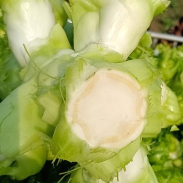 娃娃菜儿菜