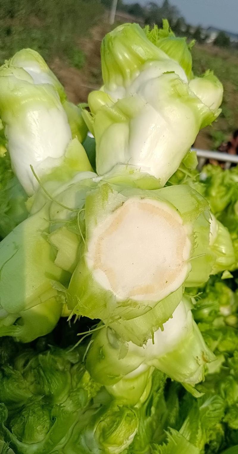 娃娃菜儿菜
