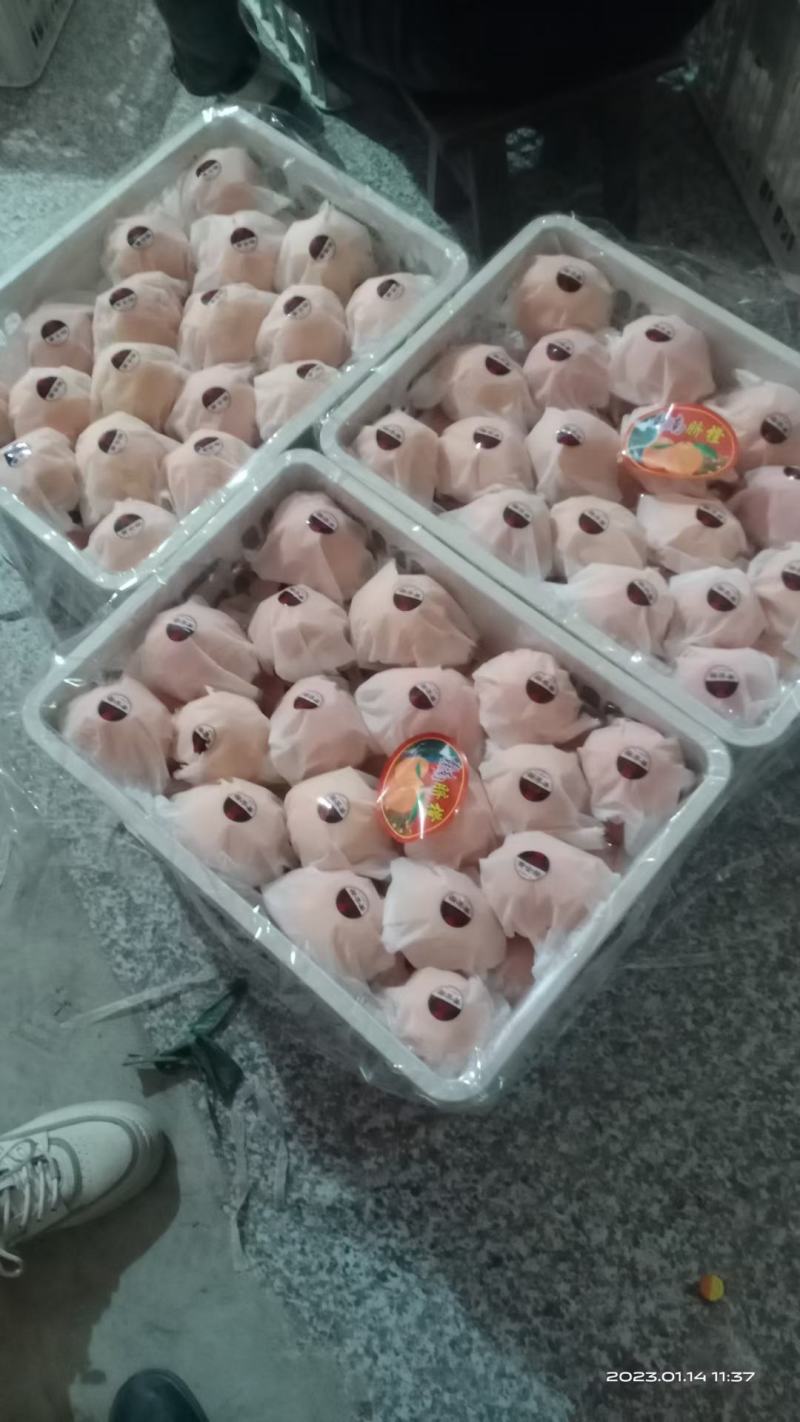 诚信代办，四川脐橙，产地发货供应电商品质好