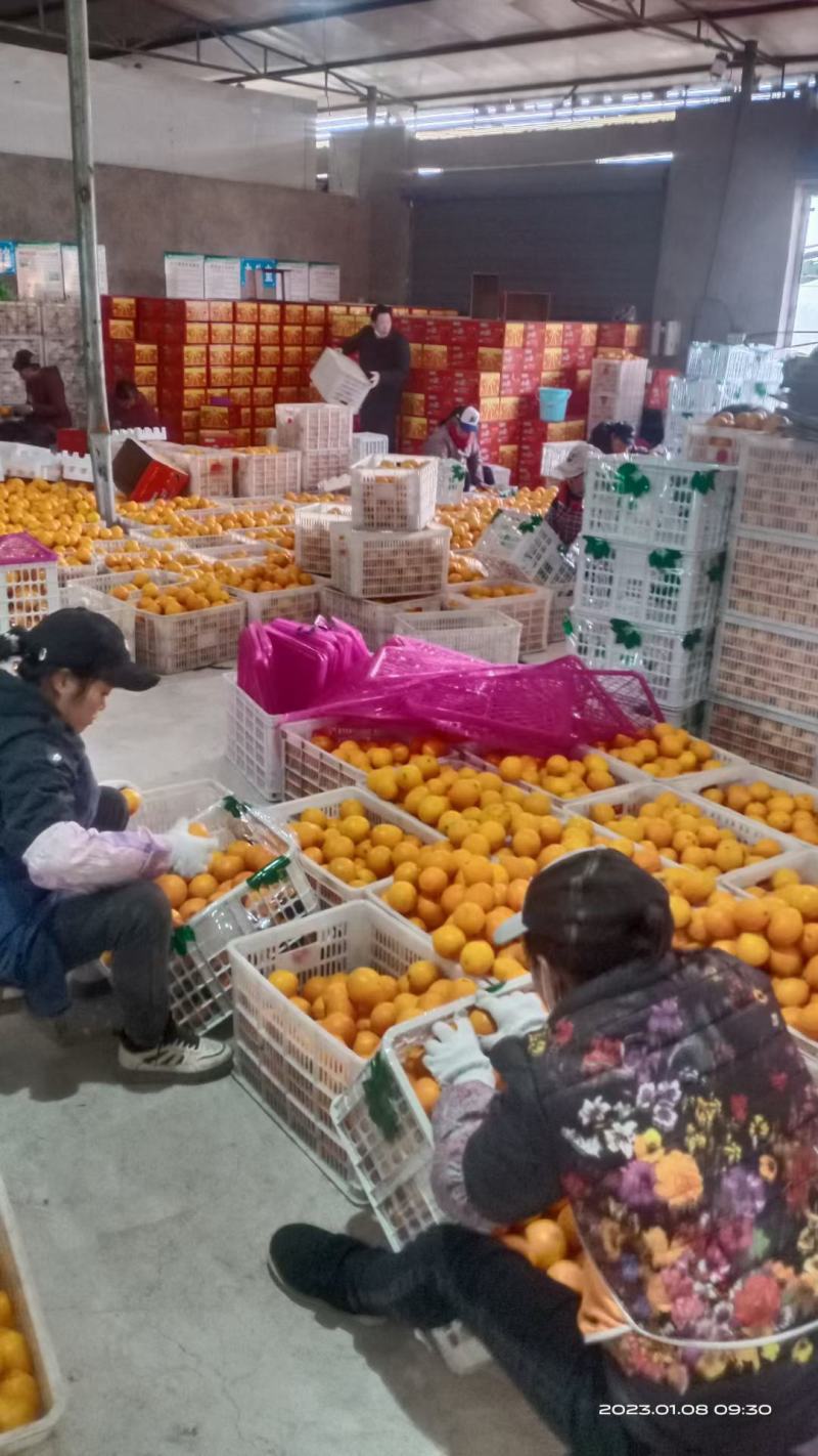 诚信代办，四川脐橙，产地发货供应电商品质好