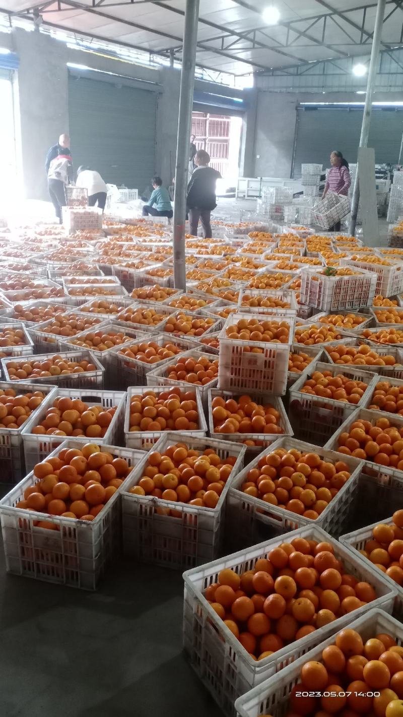 诚信代办，四川脐橙，产地发货供应电商品质好