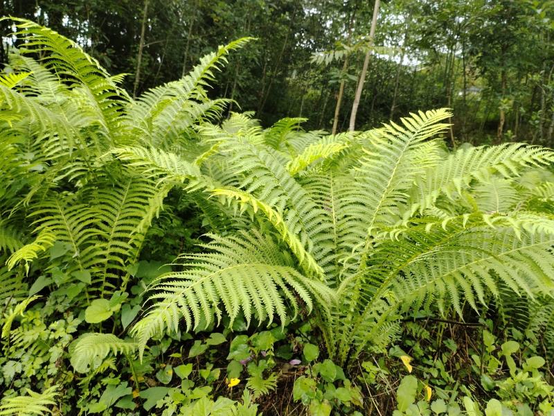 夹果蕨、绿化工程、盆景、别墅庭院风景打造