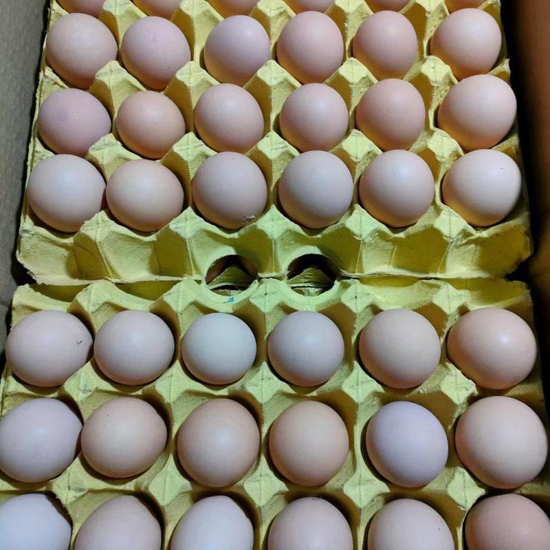 双色中大码土鸡蛋，新扬黑粉八类10—11个/斤，优质