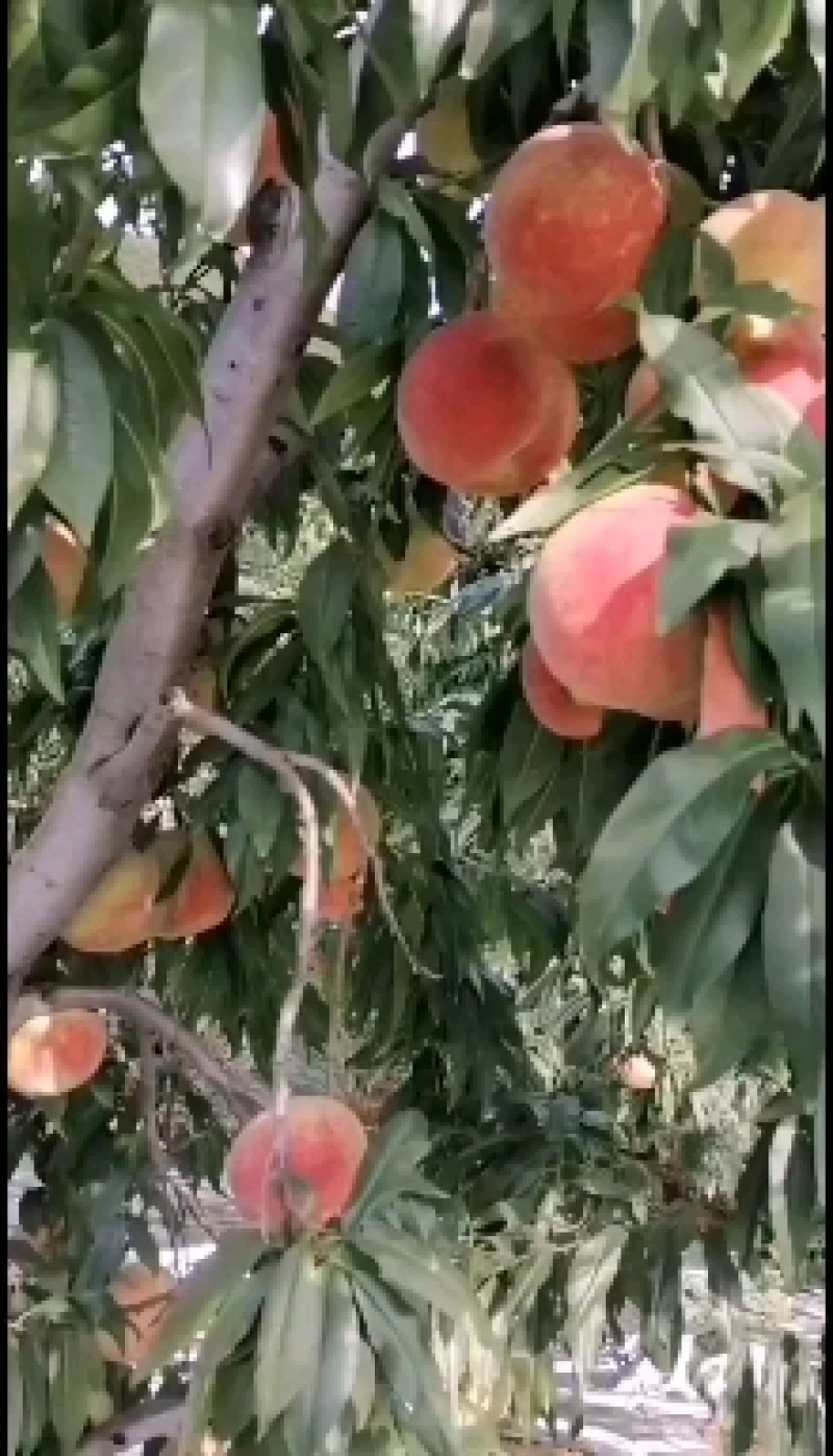 山坡的中华寿挑特别好吃甜