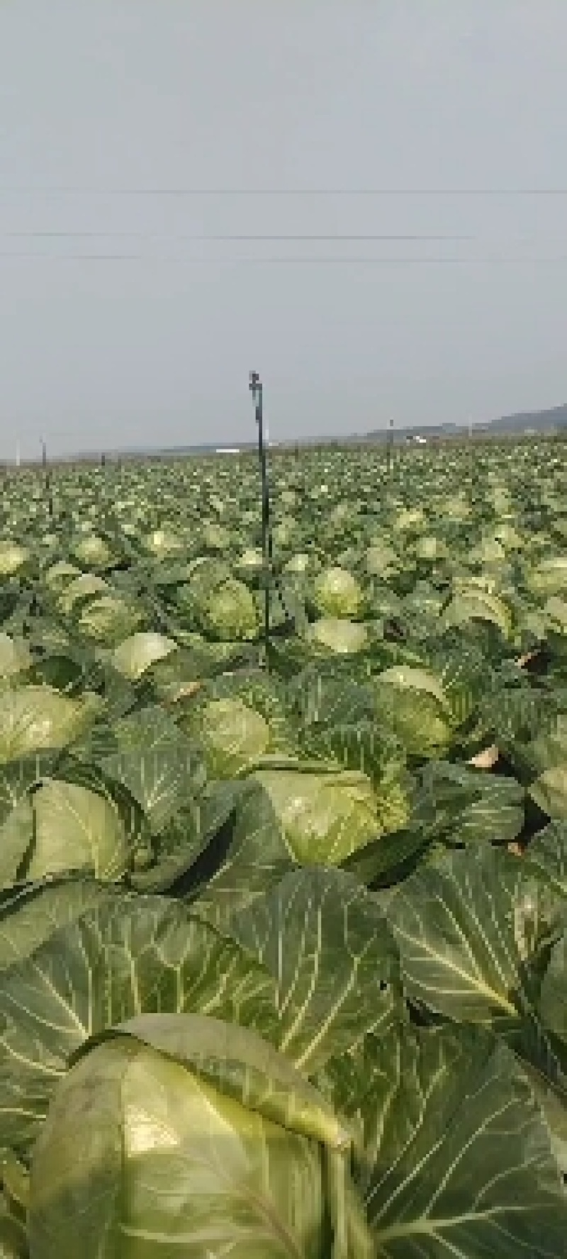 白菜，黄心白菜，玲珑黄，叶合秋，大黄心。