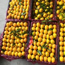 高山蜜橘，55-75规格可选，全细皮口感酸甜，货量庞大。