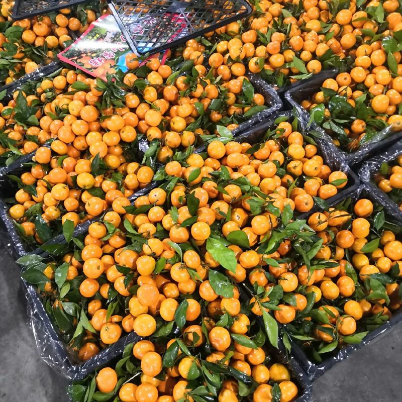 高山蜜橘，55-75规格可选，全细皮口感酸甜，货量庞大。