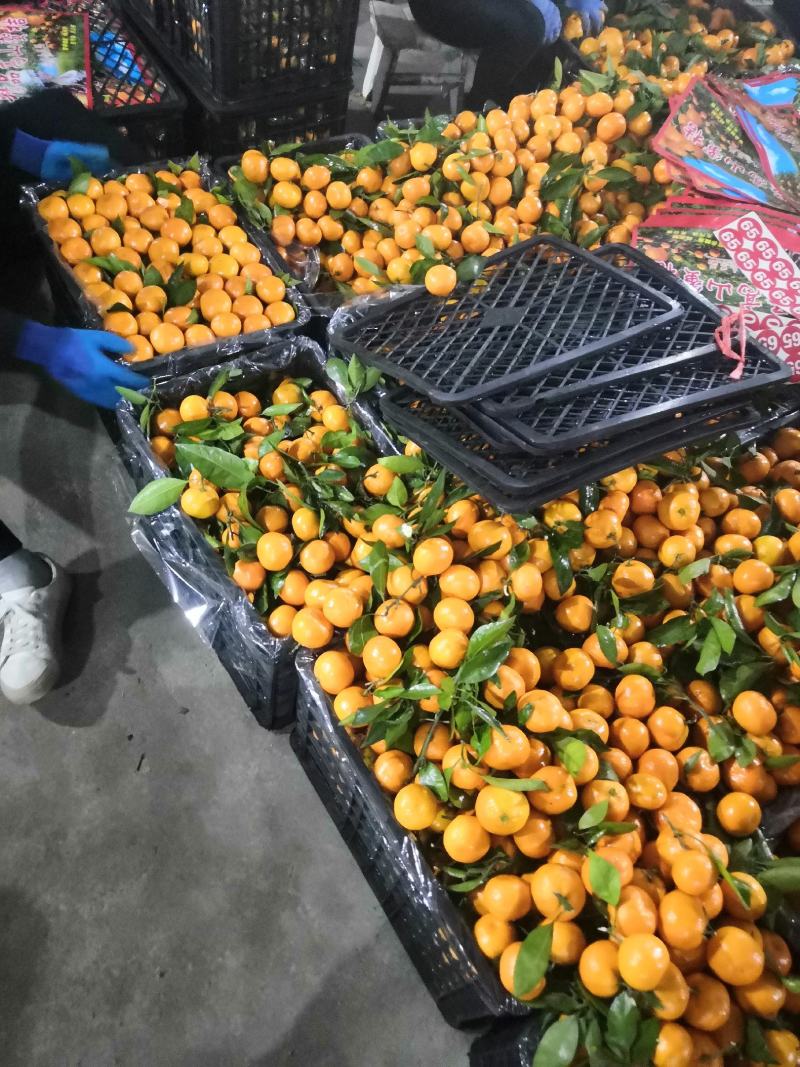 高山蜜橘，55-75规格可选，全细皮口感酸甜，货量庞大。