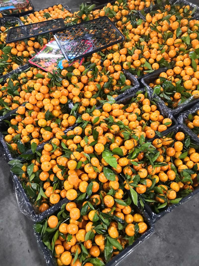 高山蜜橘，55-75规格可选，全细皮口感酸甜，货量庞大。