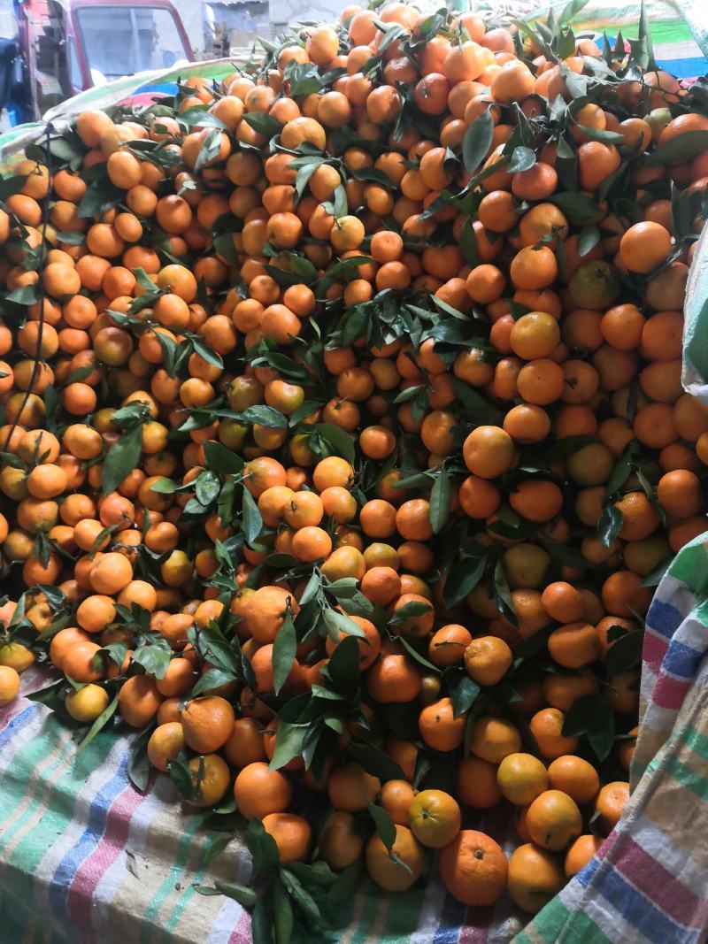 蜜橘，高山货口感甜颜色红，货量庞大，全国代发