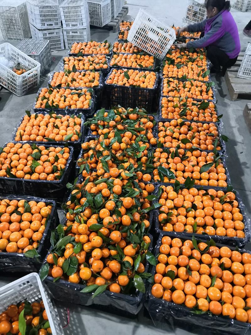 蜜橘，高山货口感甜颜色红，货量庞大，全国代发