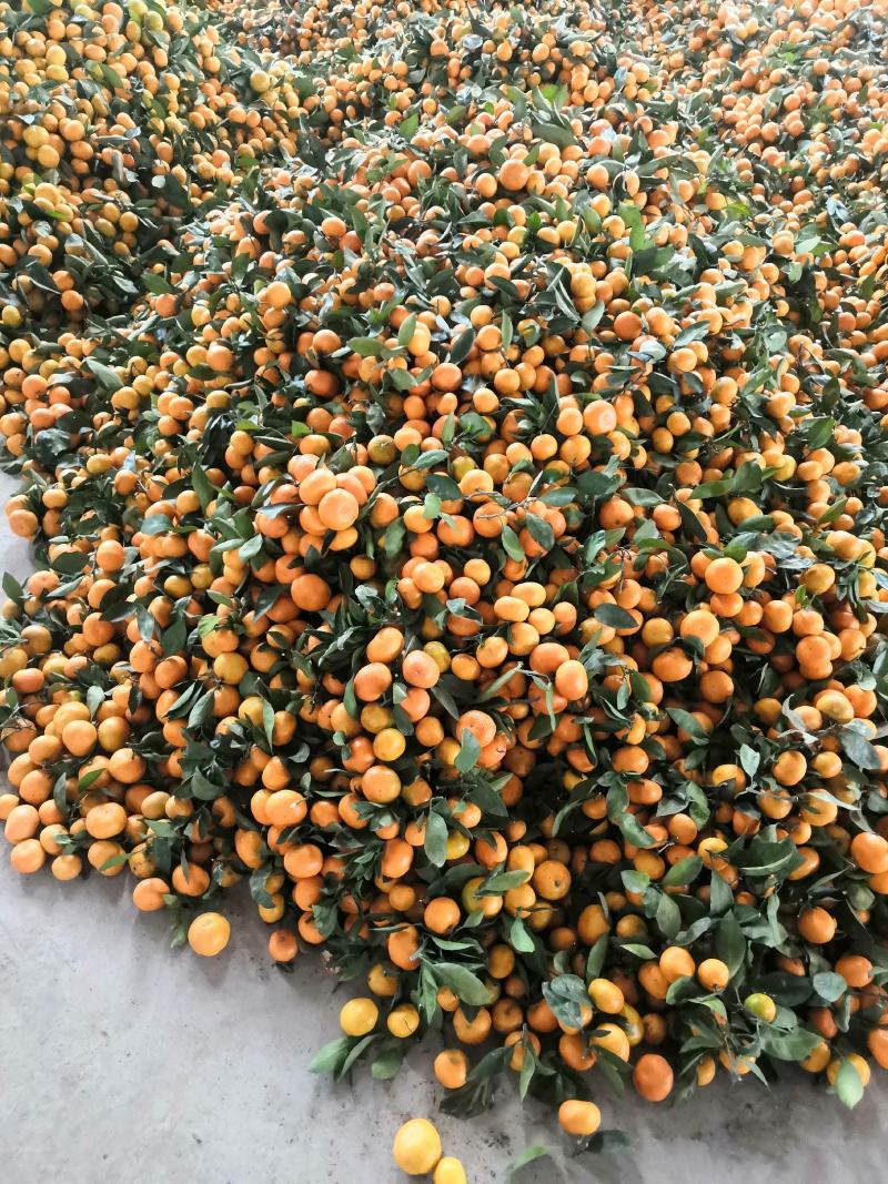 蜜橘，高山货口感甜颜色红，货量庞大，全国代发