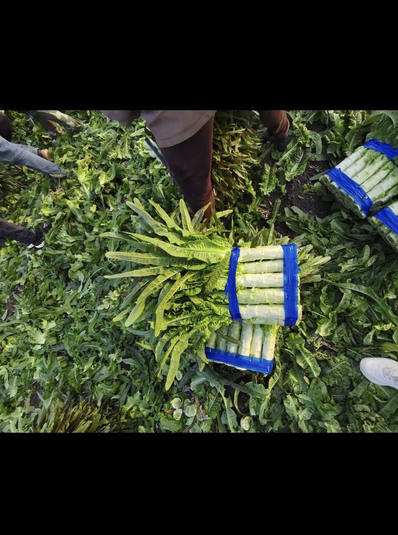 山东郯城红尖叶莴笋产地直发多年种植经验和包装加工经验