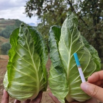 昭通大量供应牛心白，品质保证，可视频看货