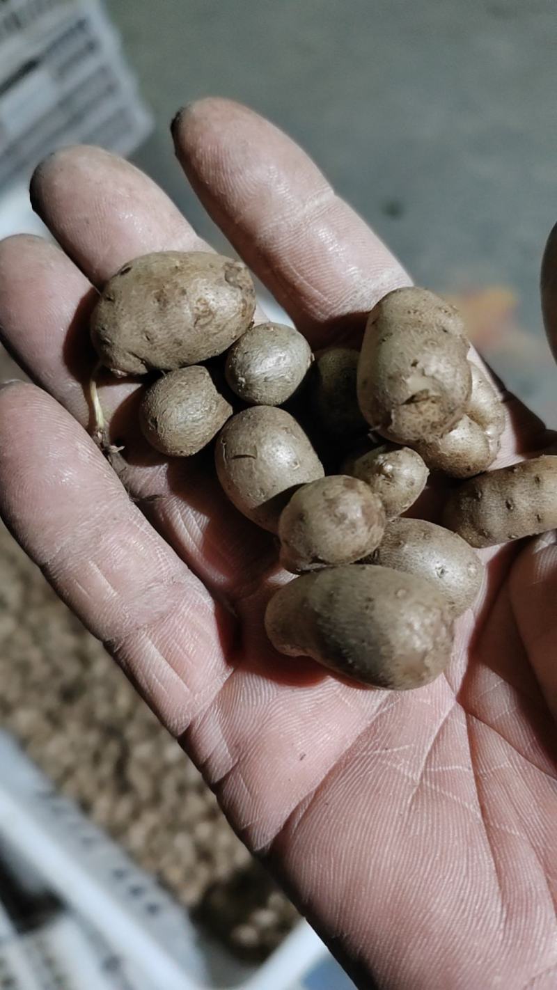 产地直发优质白玉山药豆规格齐全价格合理！！