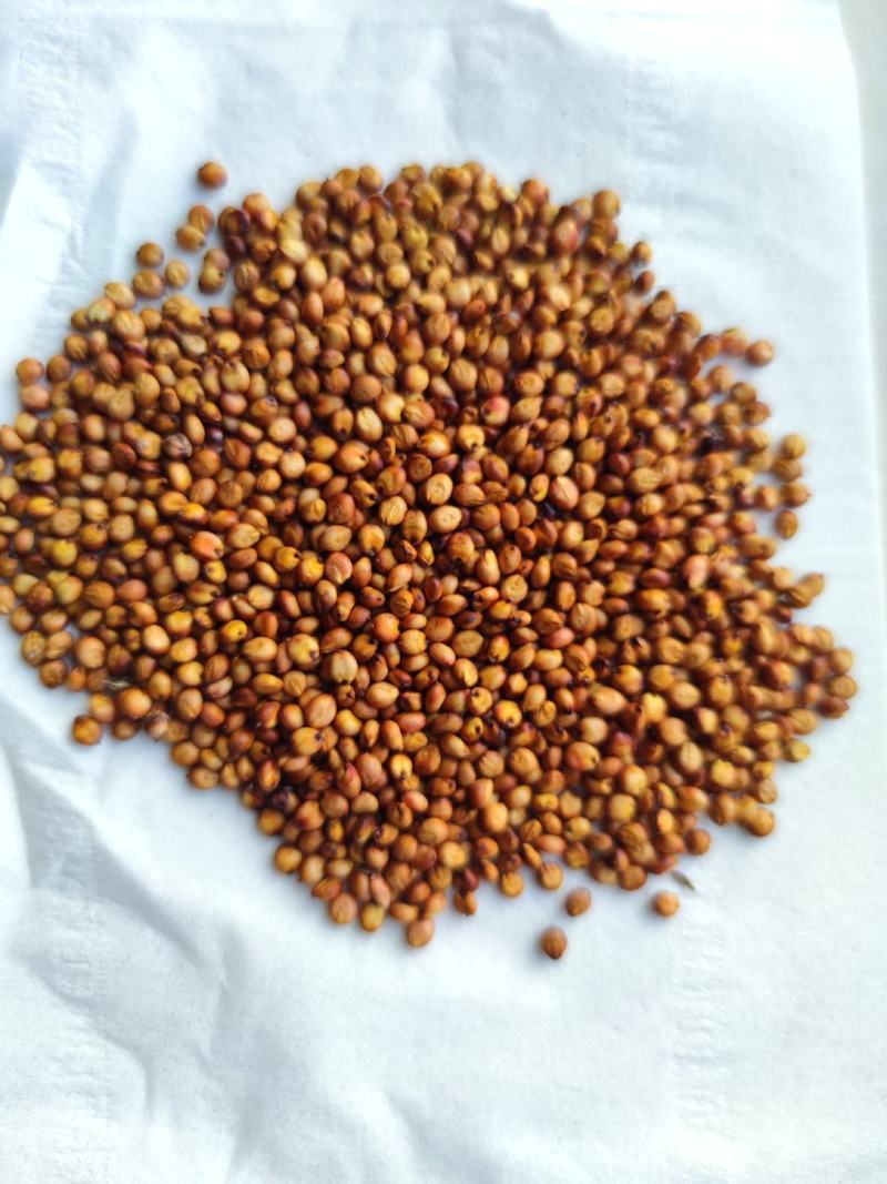 红缨子高粱小红梁精品小颗粒超高品质