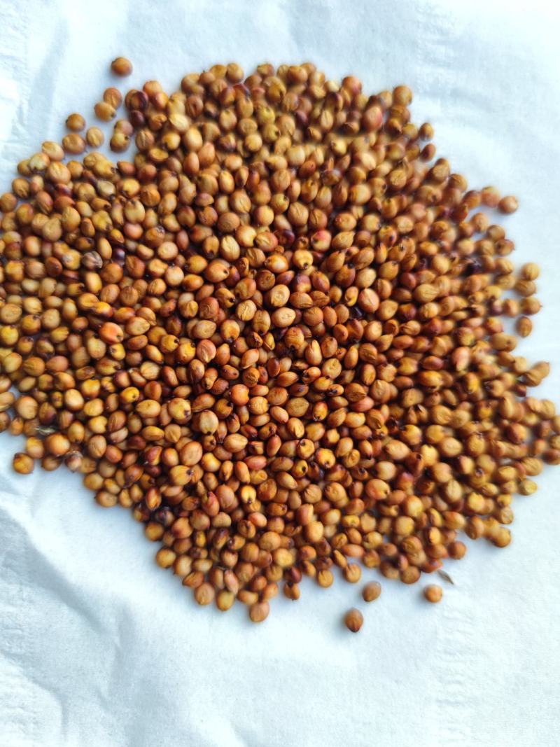 红缨子高粱小红梁精品小颗粒超高品质