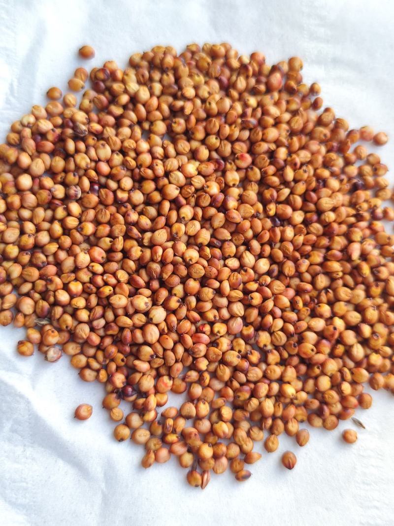 红缨子高粱小红梁精品小颗粒超高品质