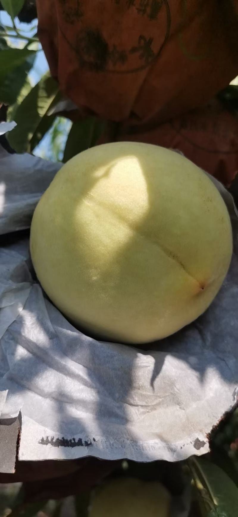 金秋红蜜