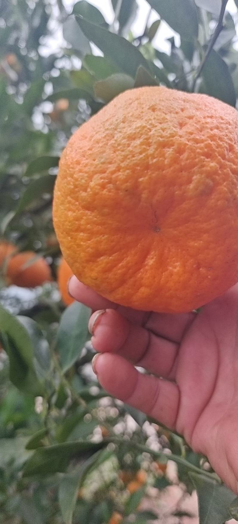 优质椪柑，大量上市货源充足，对接电商市场商超欢迎电联