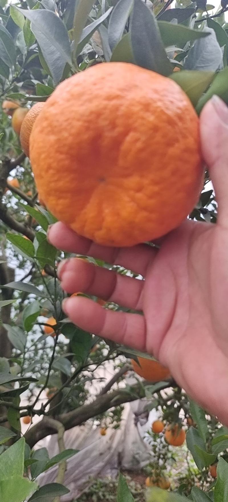 优质椪柑，大量上市货源充足，对接电商市场商超欢迎电联
