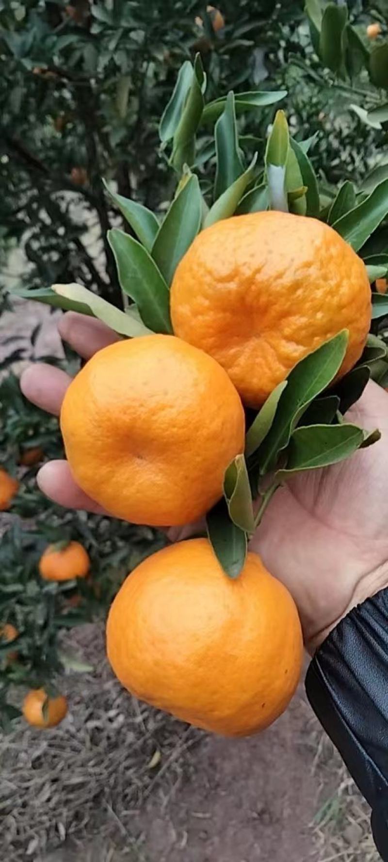 优质椪柑，大量上市货源充足，对接电商市场商超欢迎电联
