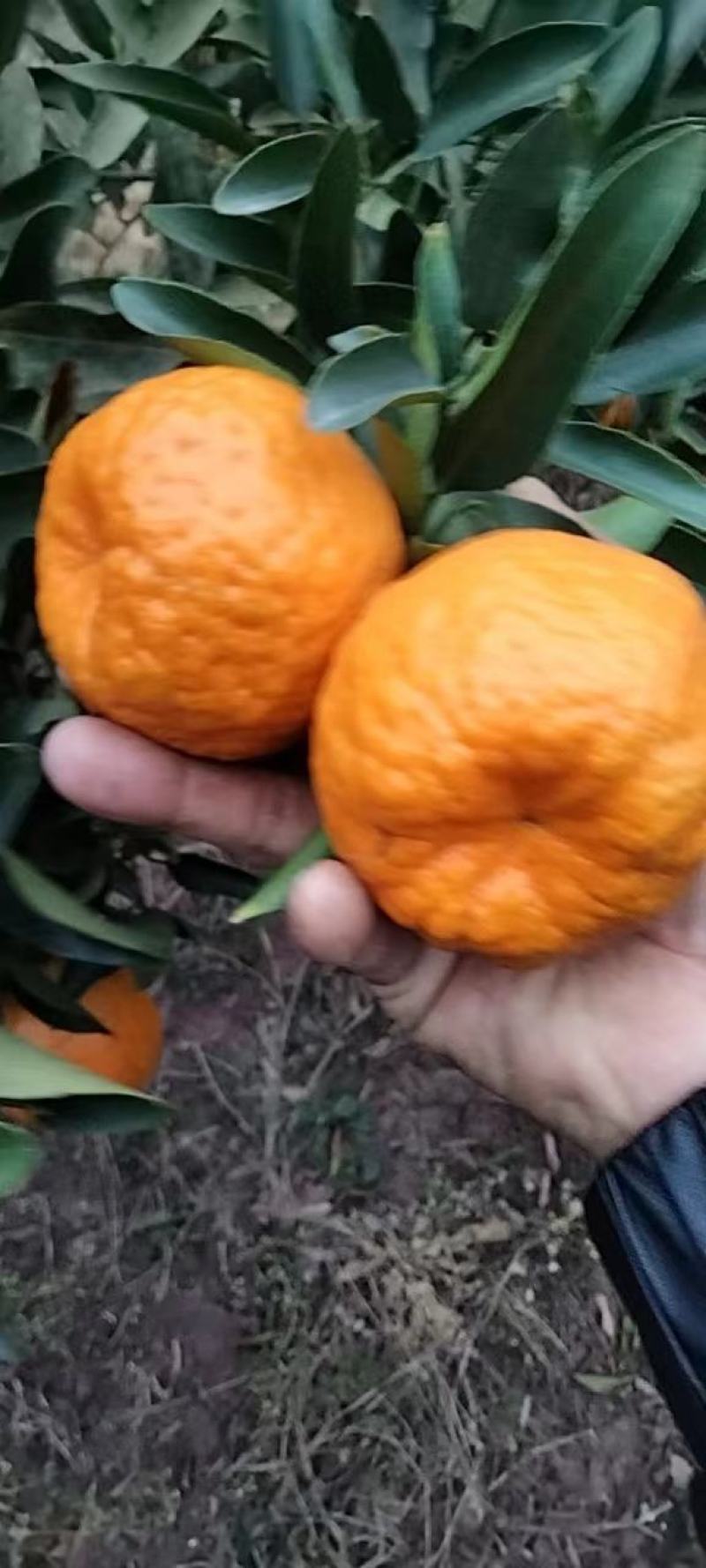 优质椪柑，大量上市货源充足，对接电商市场商超欢迎电联