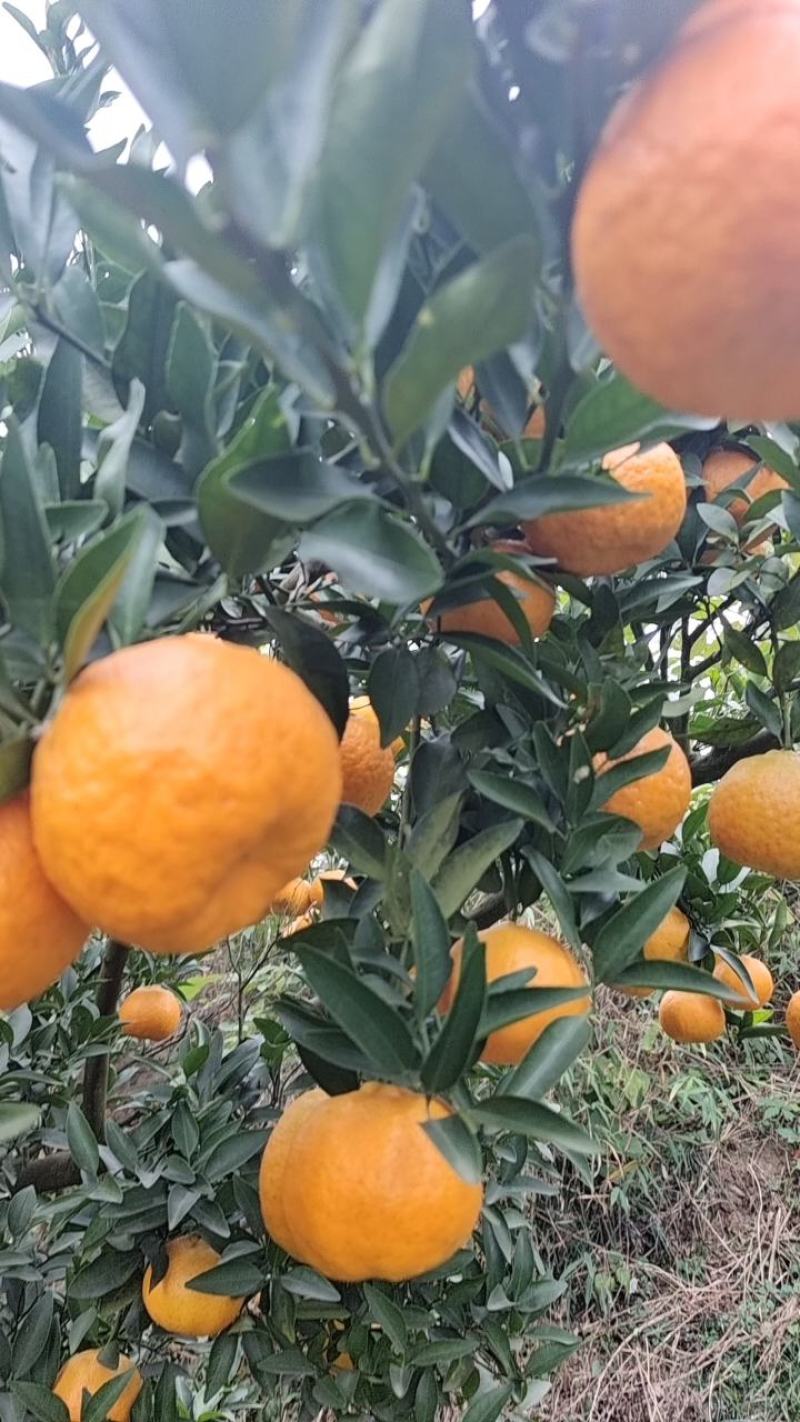优质椪柑，大量上市货源充足，对接电商市场商超欢迎电联