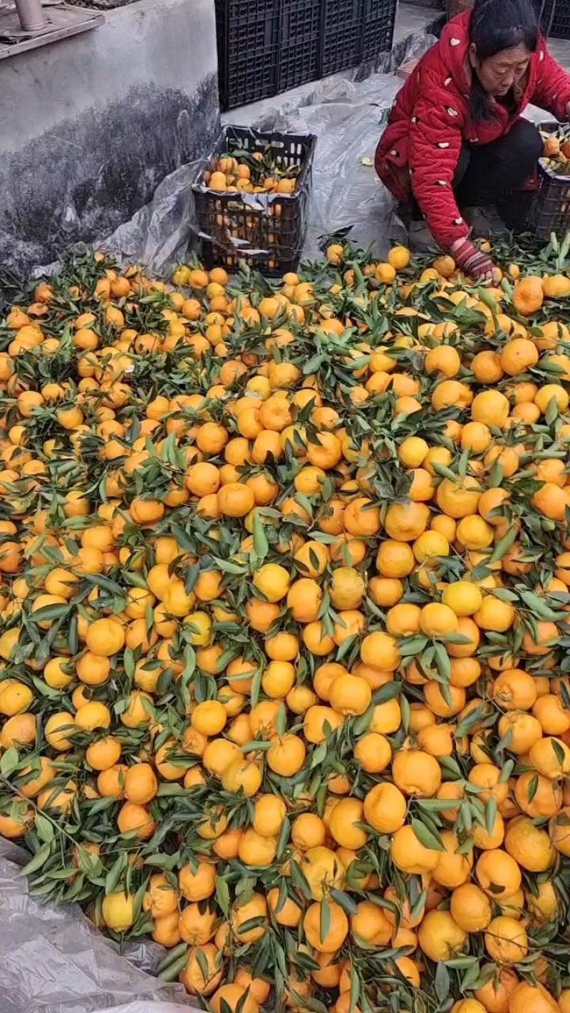 优质椪柑，大量上市货源充足，对接电商市场商超欢迎电联