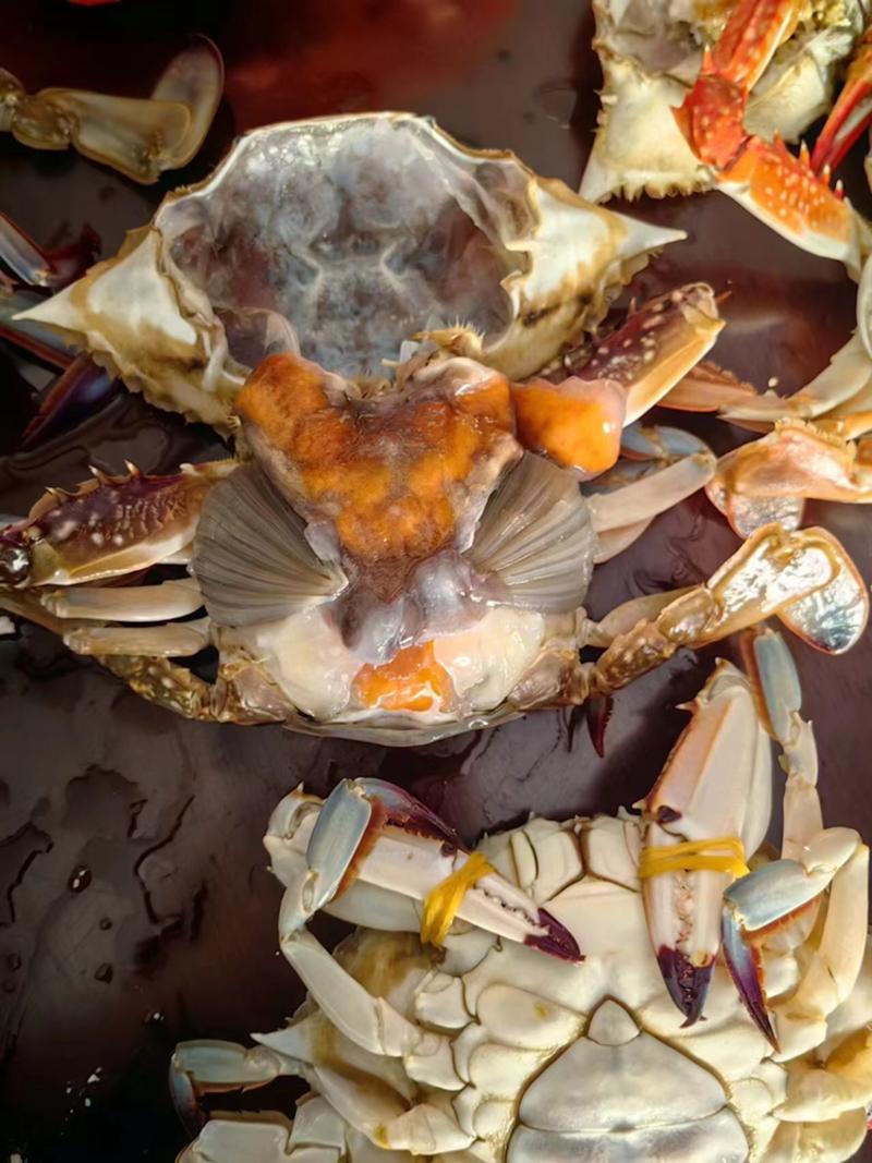 梭子蟹螃蟹疣状梭子蟹鲜活发货保质保量坏蟹包赔欢迎订购