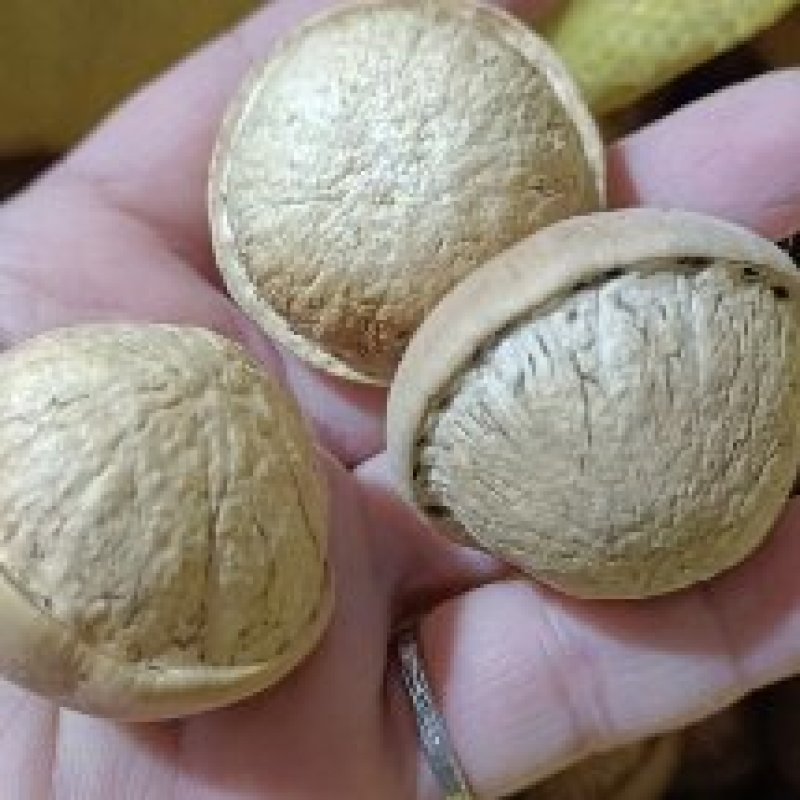 粒粒有肉簿壳的风流果，产地直销，当季新货，一百斤可议价。