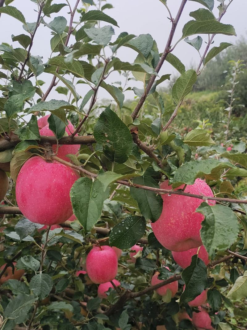 精品苹果红富士冰糖心苹果货源充足量大从优欢迎咨询